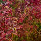 Herbstlicher Morgenfrost