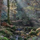 Herbstlicher Morgennebel am Gertelbach