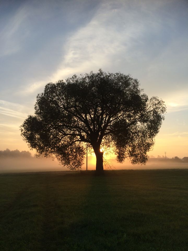 Herbstlicher Morgenspaziergang II