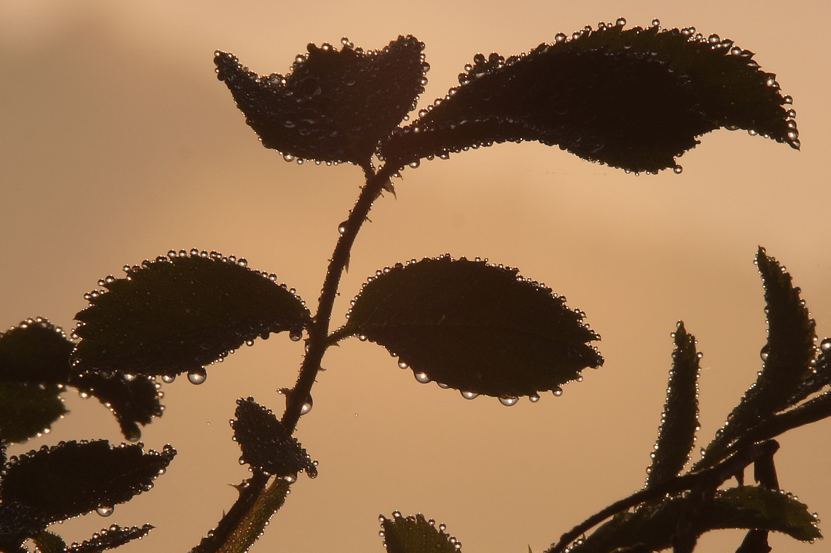 Herbstlicher Morgentau 