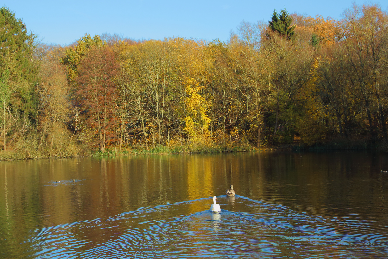 Herbstlicher Mühlenteich