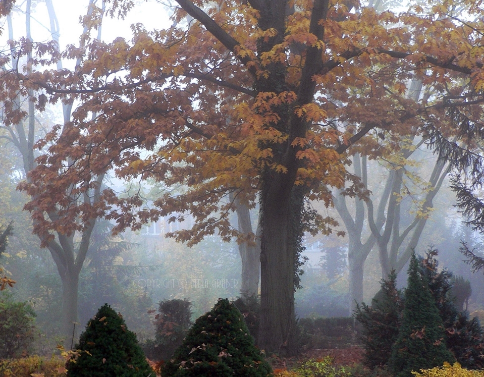 herbstlicher Nebel