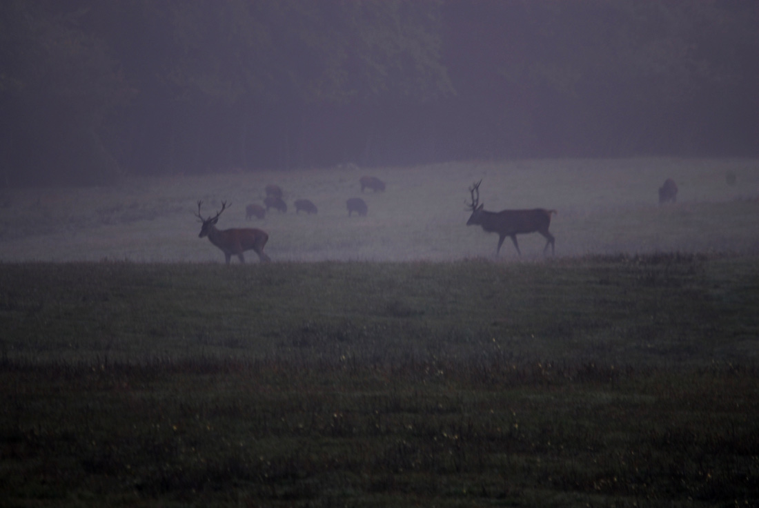 Herbstlicher Nebel im Rotwildrevier