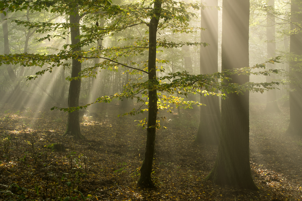 herbstlicher Nebel-/Strahlenwald