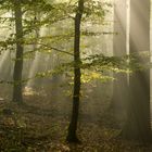 herbstlicher Nebel-/Strahlenwald