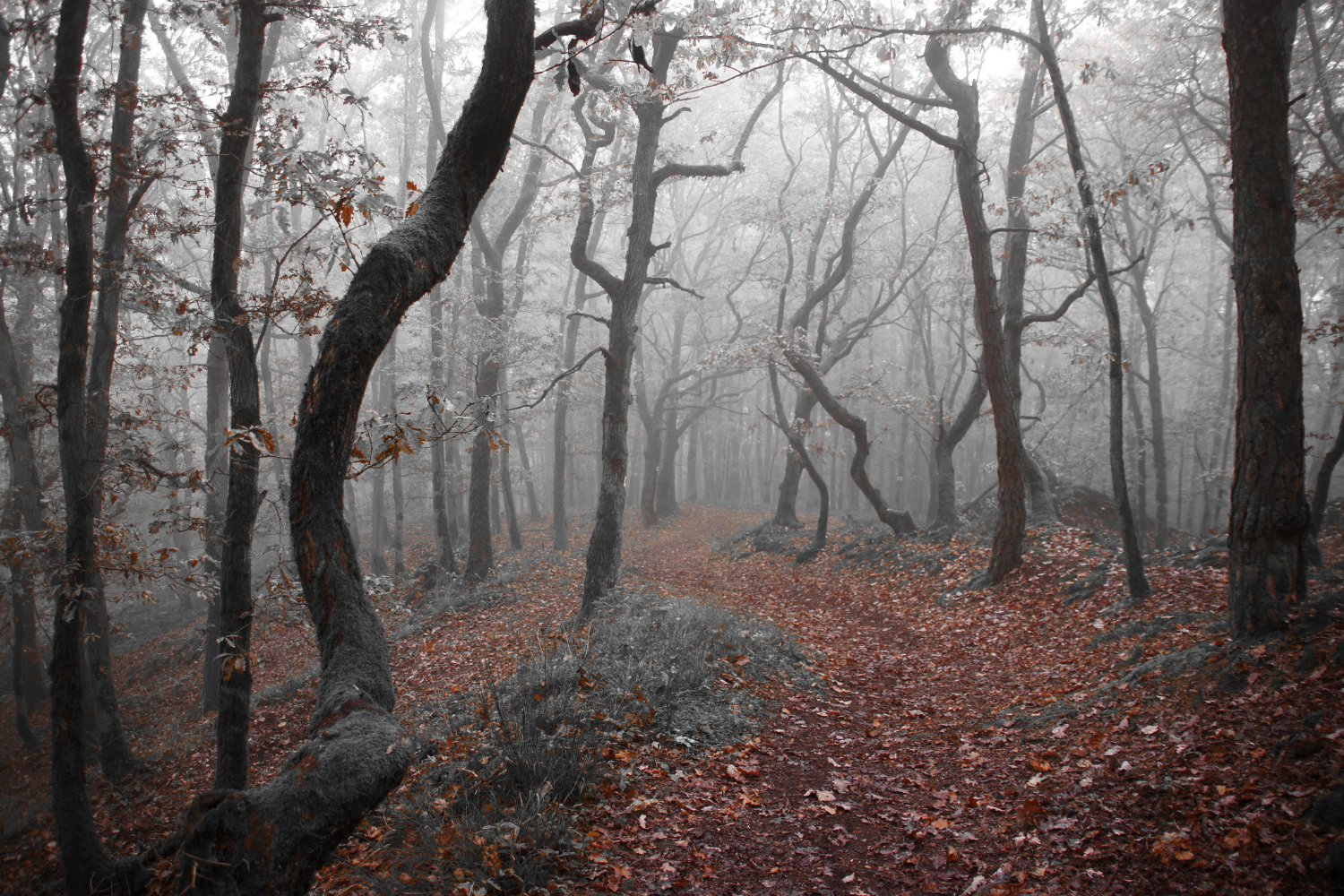 Herbstlicher Nebelwald