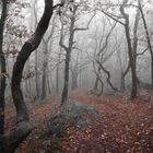 Herbstlicher Nebelwald