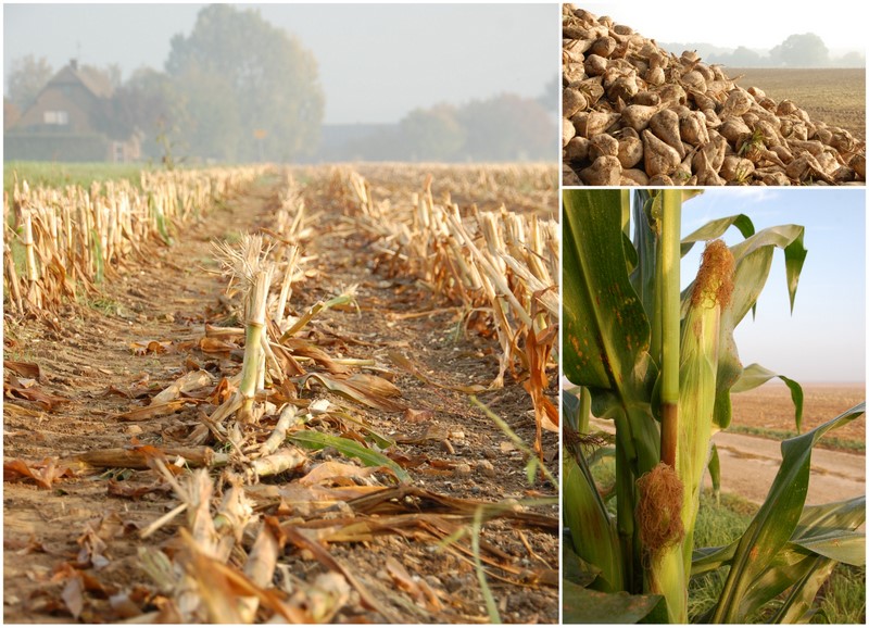 Herbstlicher Niederrhein