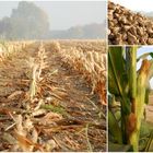 Herbstlicher Niederrhein