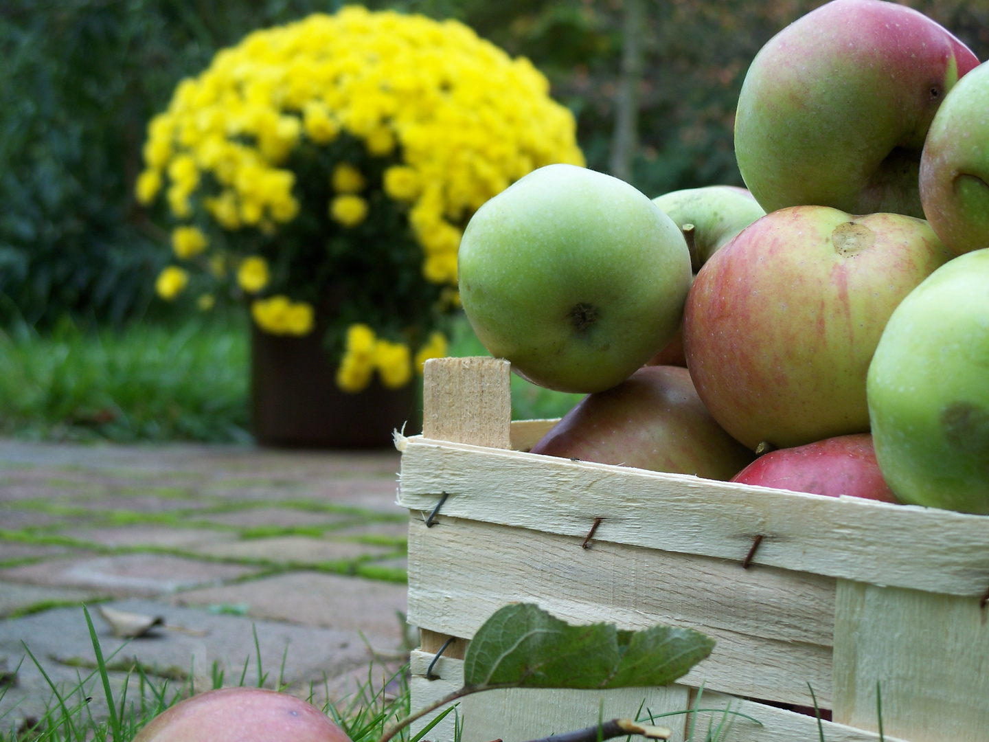 herbstlicher Obstkorb im Garten