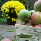 herbstlicher Obstkorb im Garten