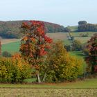 Herbstlicher Odenwald (1)