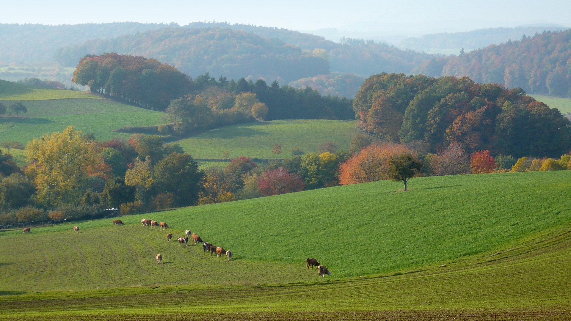 Herbstlicher Odenwald (4)