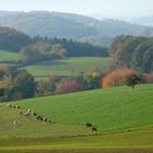 Herbstlicher Odenwald (4)