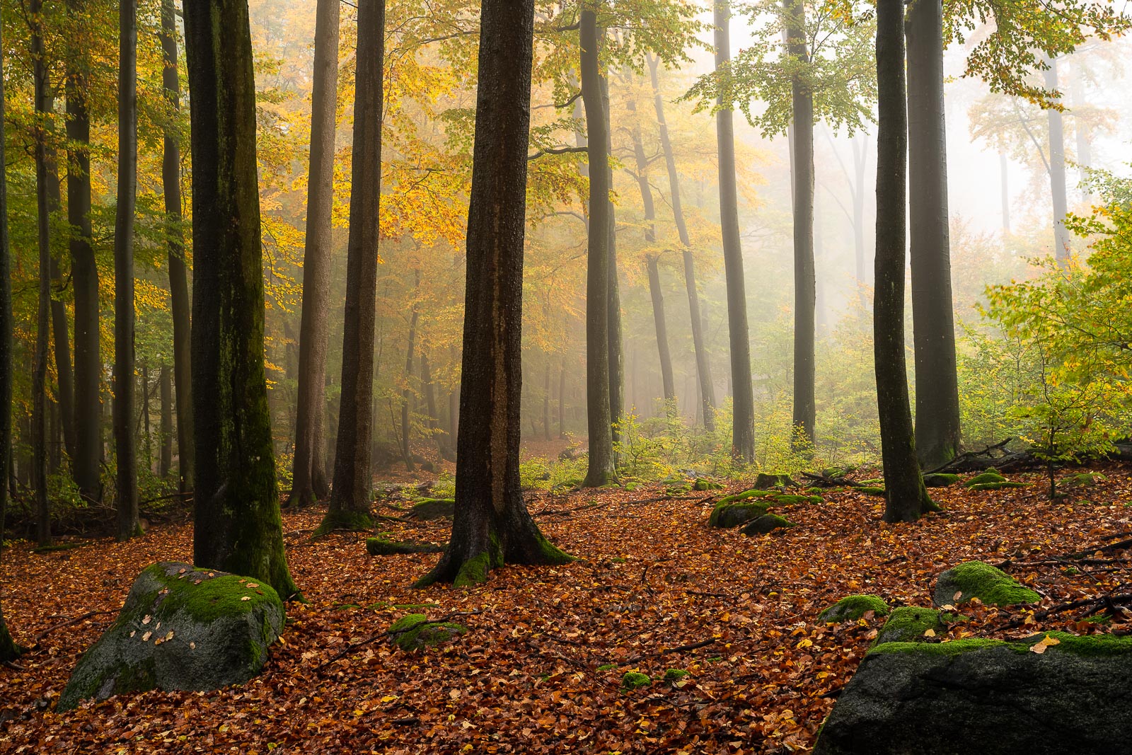 Herbstlicher Odenwald