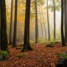 Herbstlicher Odenwald