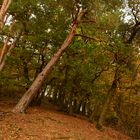 Herbstlicher Oktoberwald