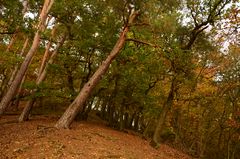 Herbstlicher Oktoberwald