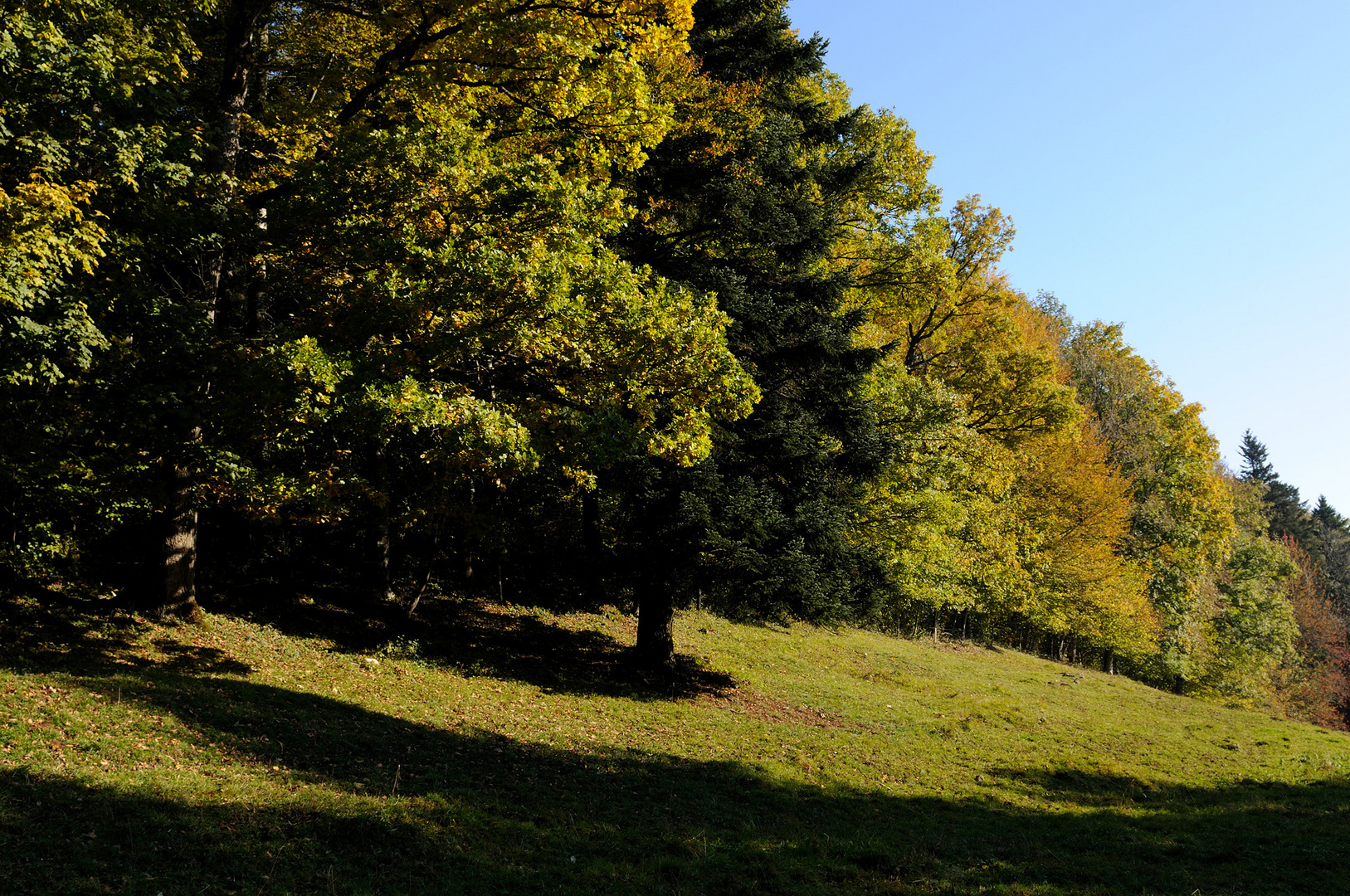 Herbstlicher Parallelwuchs...