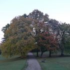 herbstlicher Park