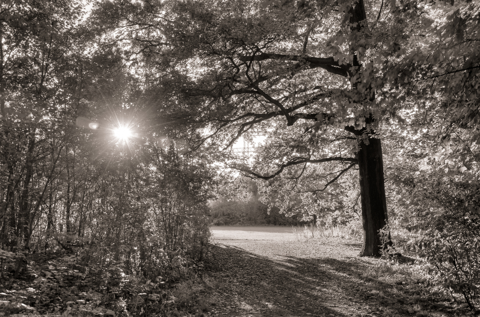 herbstlicher Park