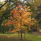 herbstlicher Park