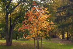 herbstlicher Park