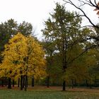 herbstlicher Park