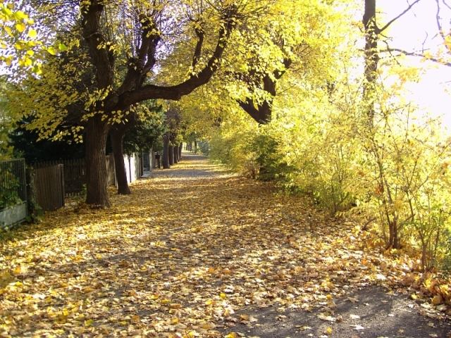 Herbstlicher Park