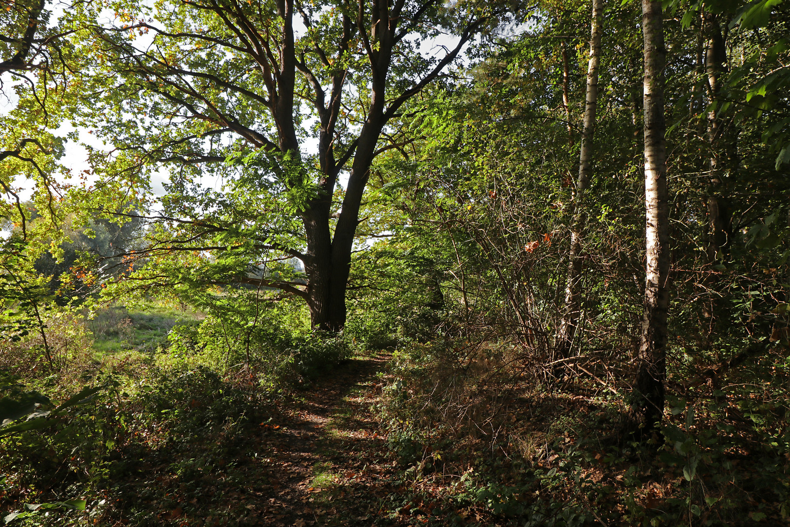 Herbstlicher Pfad