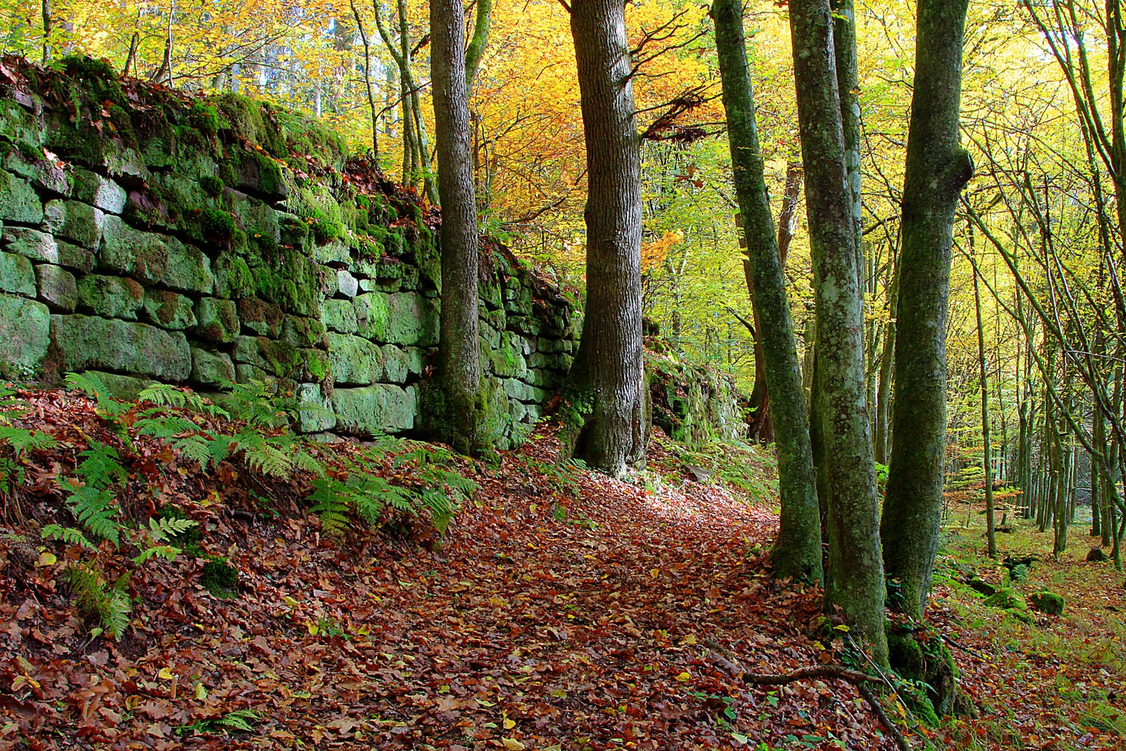 Herbstlicher Pfad