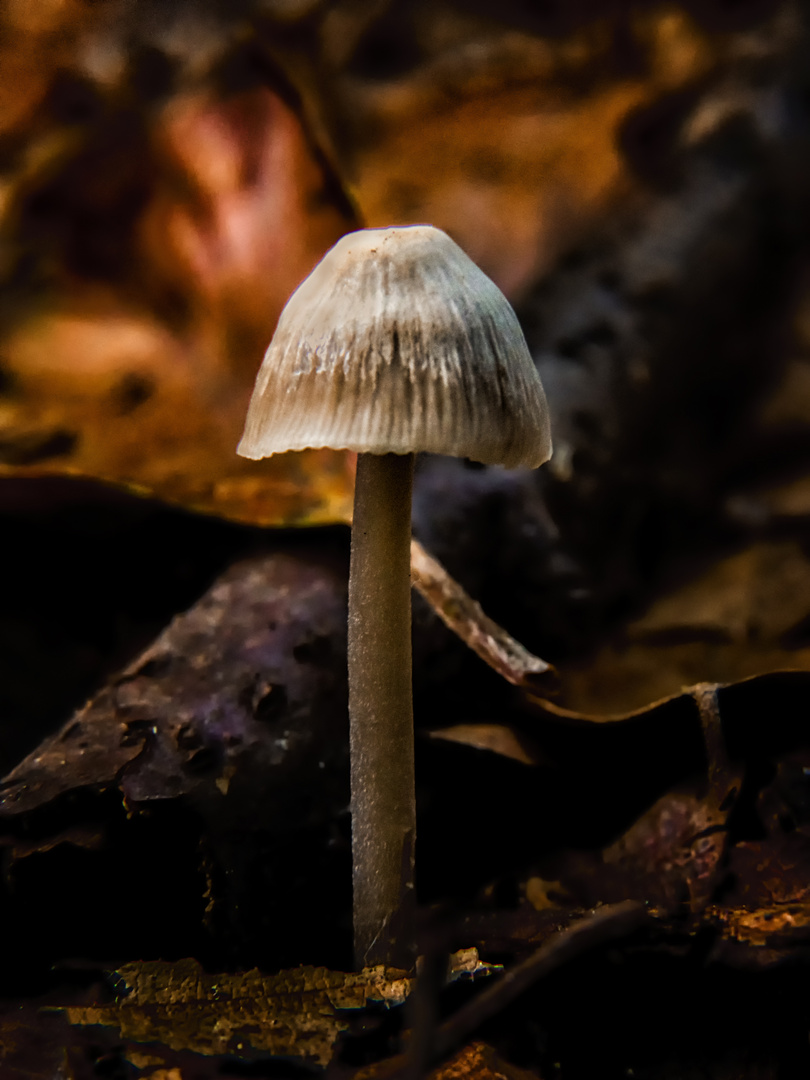 Herbstlicher Pilz