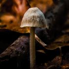 Herbstlicher Pilz