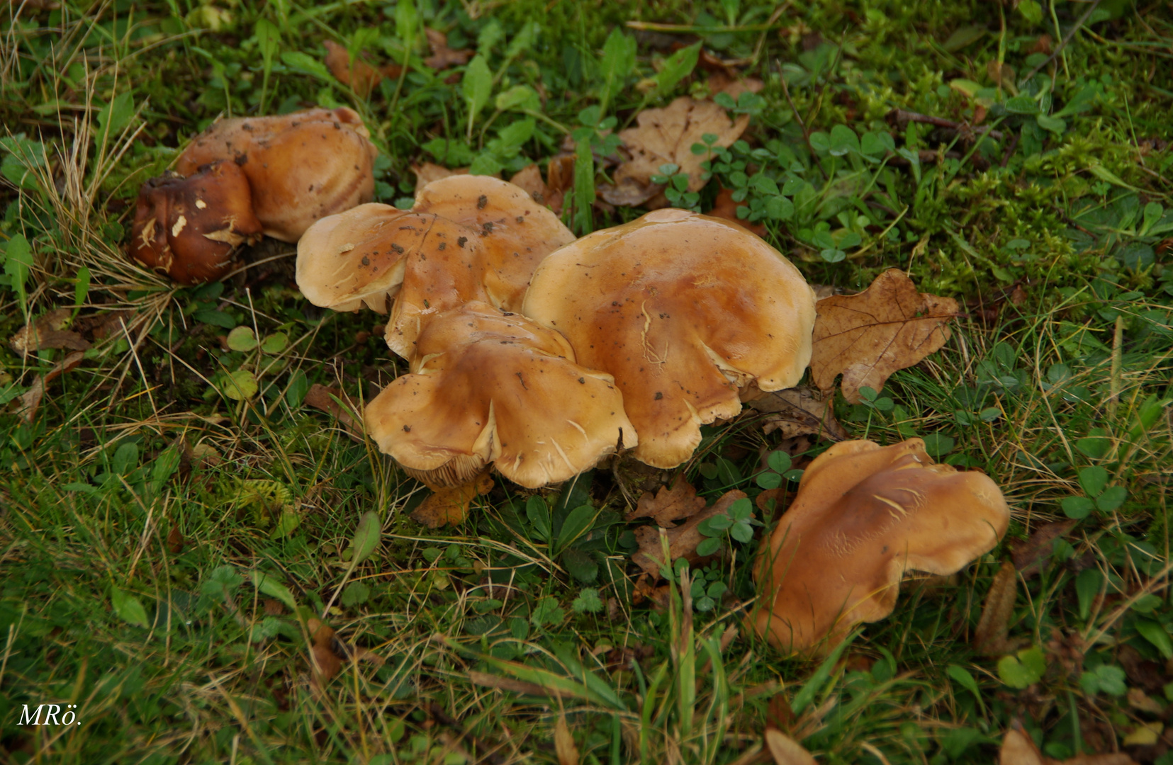 Herbstlicher-Pilz-Nachzügler