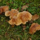 Herbstlicher-Pilz-Nachzügler