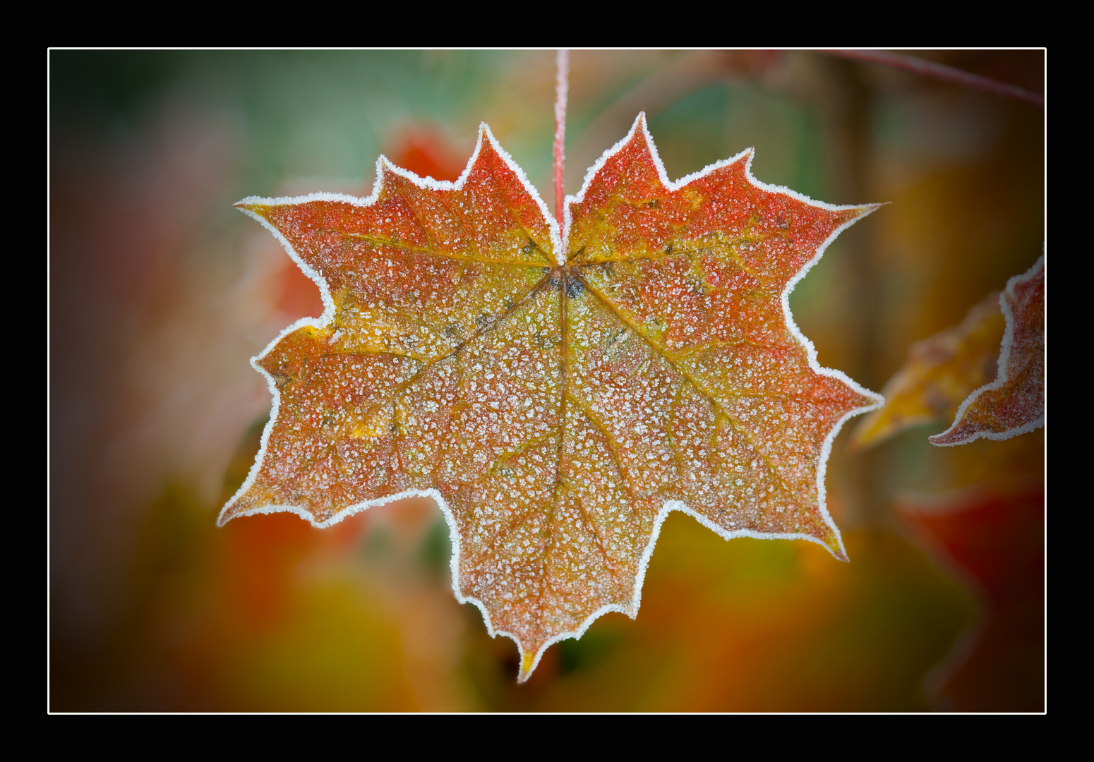 Herbstlicher Raureif