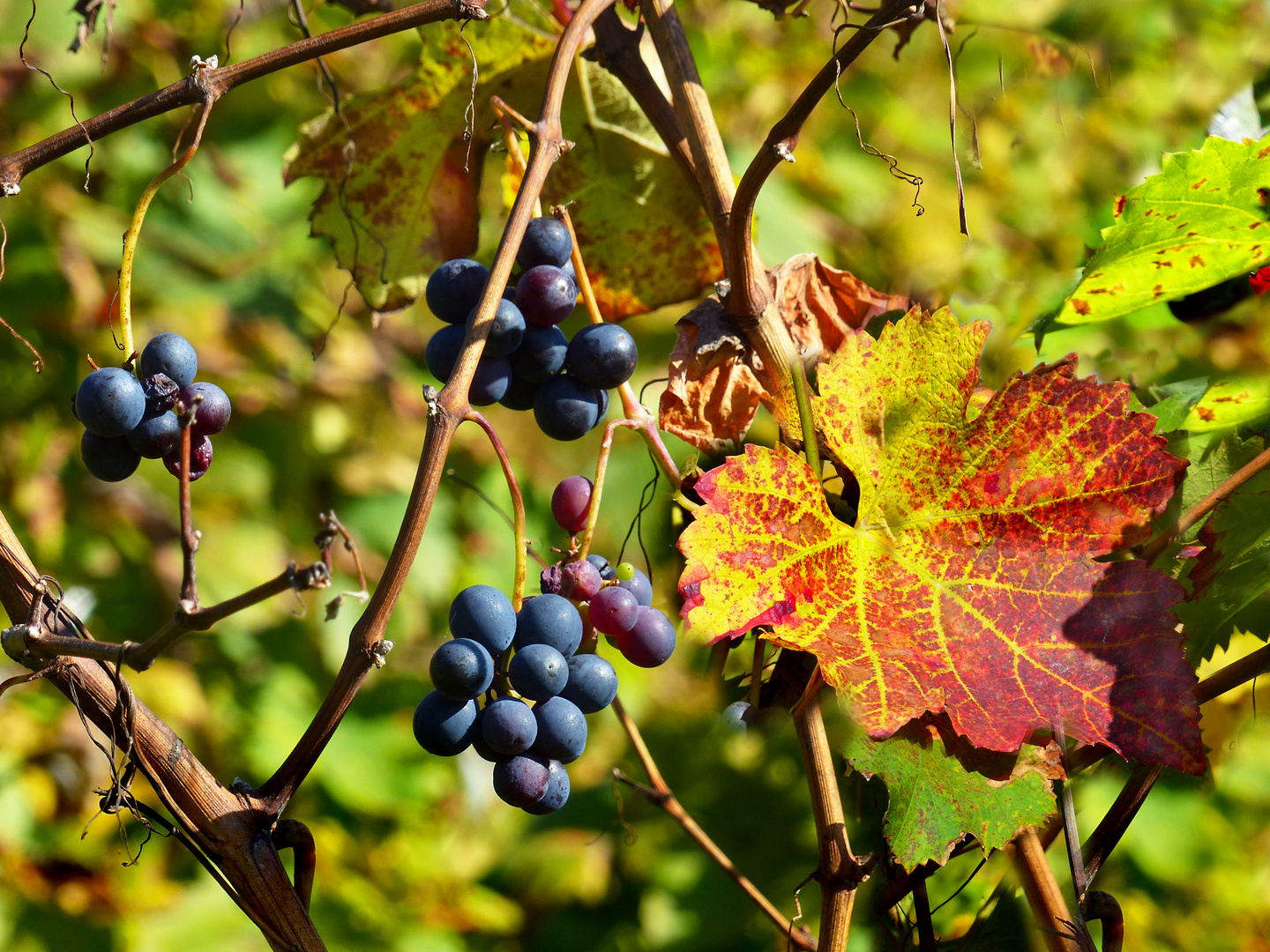 Herbstlicher Rebberg