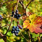 Herbstlicher Rebberg