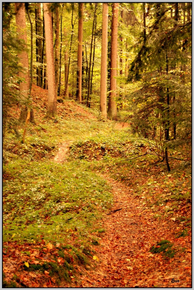 Herbstlicher Regenwald