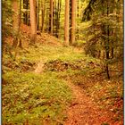 Herbstlicher Regenwald