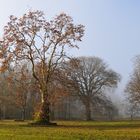 herbstlicher Reigen