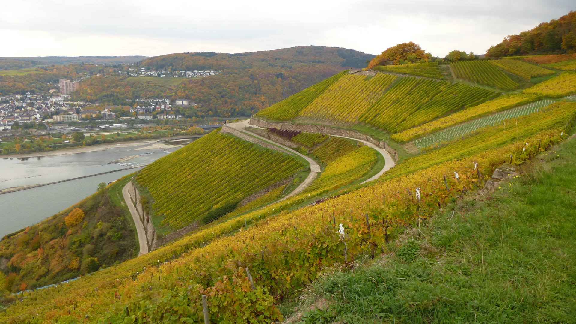 Herbstlicher Rheingau (1)