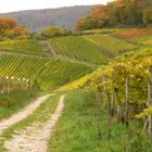 Herbstlicher Rheingau (2)