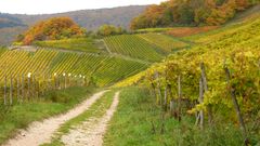 Herbstlicher Rheingau (2)