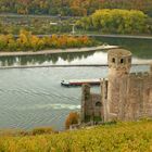 Herbstlicher Rheingau (4)