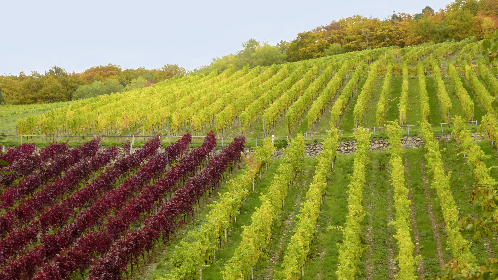 Herbstlicher Rheingau (5)