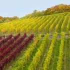 Herbstlicher Rheingau (5)