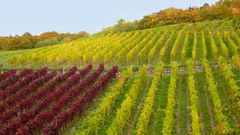 Herbstlicher Rheingau (5)