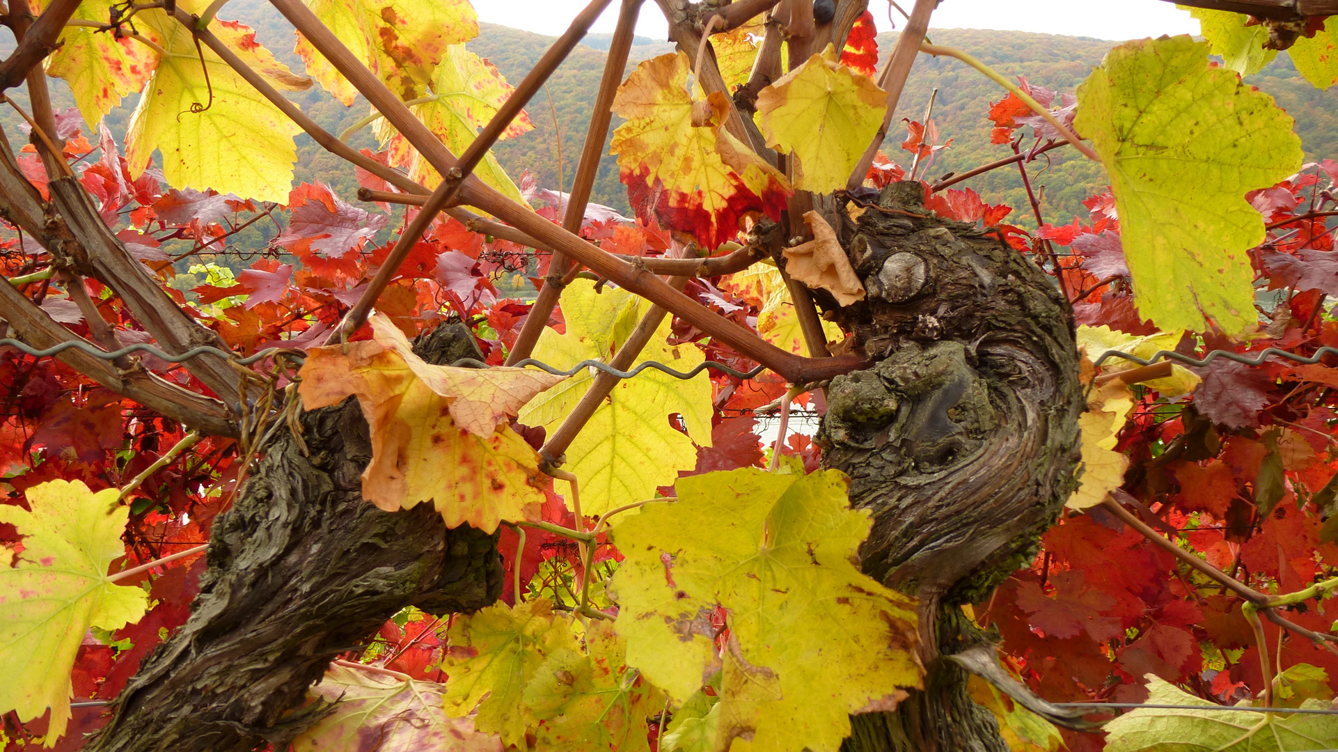 Herbstlicher Rheingau (6)