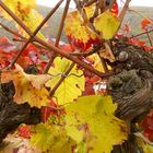 Herbstlicher Rheingau (6)